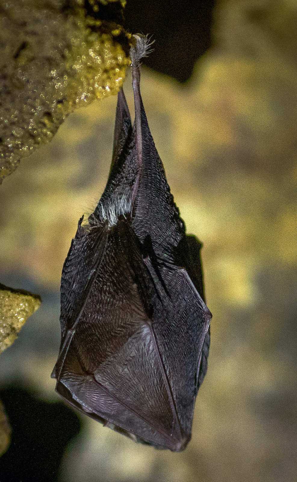 Bats (Mali Podkovanjak) in the Sitarjevec Litija Mine.